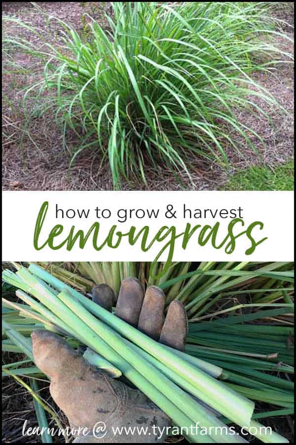 Did you enjoy this article about how to grow lemongrass? If so, please pin this image to share the love!