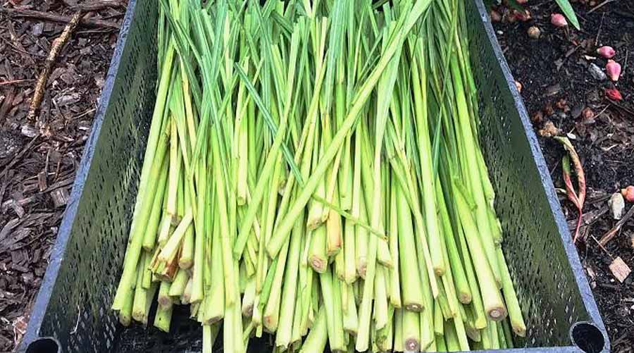 Complete guide: How to grow lemongrass - Tyrant Farms