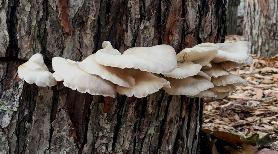 oyster mushroom log featured