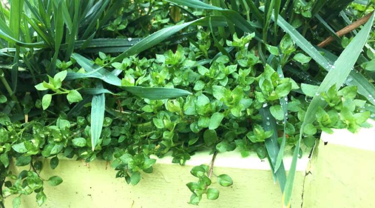 chickweed featured image