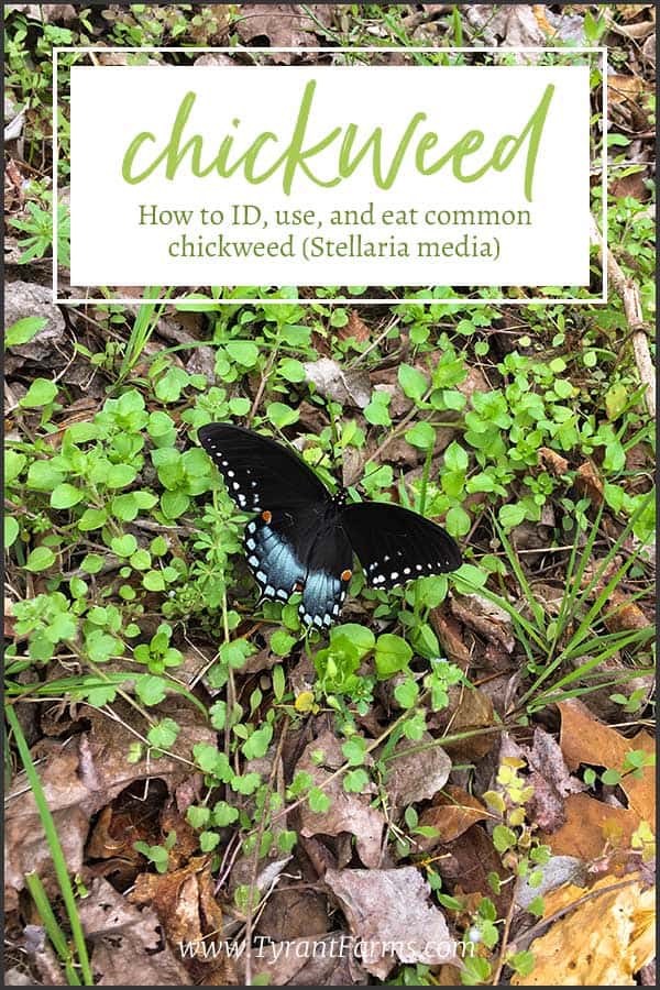 Chickweed season is here! Learn how to ID, use, and eat common chickweed (Stellaria media), a vitamin and mineral-rich medicinal vegetable/herb.