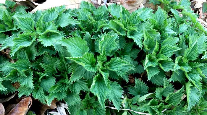  Stinging Nettle Plant 50 Seeds - Herbal Tea or Deterent : Herb  Plants : Patio, Lawn & Garden