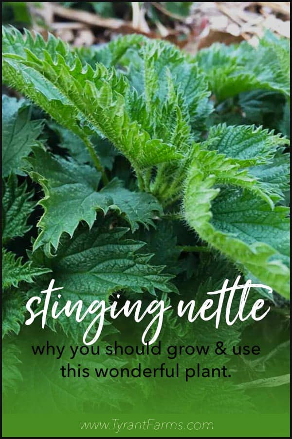 Why you should grow and use stinging nettle. #stingingnettle #herbalmedicine #tyrantfarms #growyourown