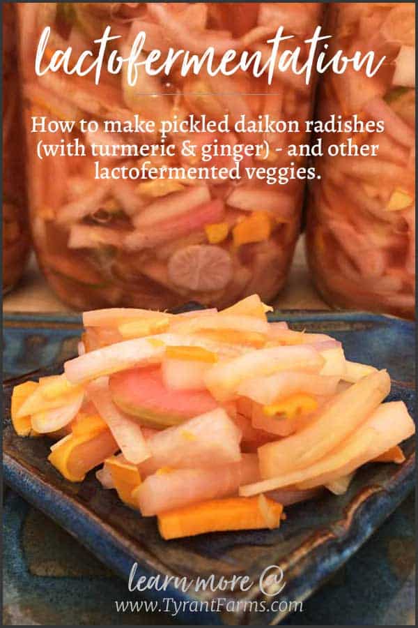 How to make pickled daikon radishes (with turmeric & ginger) - and other lactofermented veggies. #lactofermented #pickles #probiotics #fermentationrecipe #daikonpickles #tyrantfarms