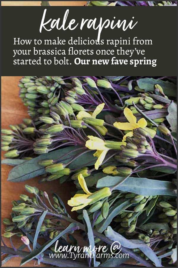 Kale Rapini: How to make delicious rapini from your brassica florets once they’ve started to bolt. Our new fave spring recipe! #brassicaflowers #eaththeflowers #rapini #springrecipes #tyrantfarms