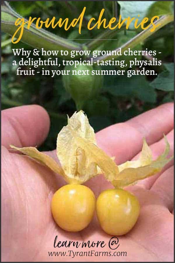 Why & how to grow ground cherries - a delightful, tropical-tasting, physalis fruit - in your next summer garden. #groundcherry #summerfruits #summergarden #physalis #ediblelandscape #tyrantfarms