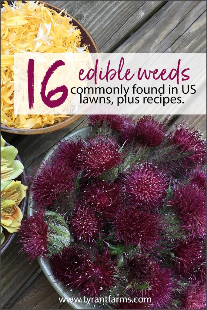 Your yard is probably full of edible weeds throughout the year. Here are 16 common edible weeds found in US lawns, plus recipes for how to use them. #tyrantfarms #eattheweeds #foraging