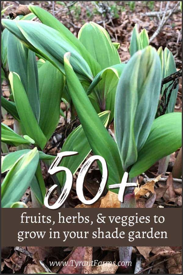 50+ fruits, herbs, and vegetables that will grow in your shade garden! #shadegarden #growyourown #gardening #shadgardening #tyrantfarms