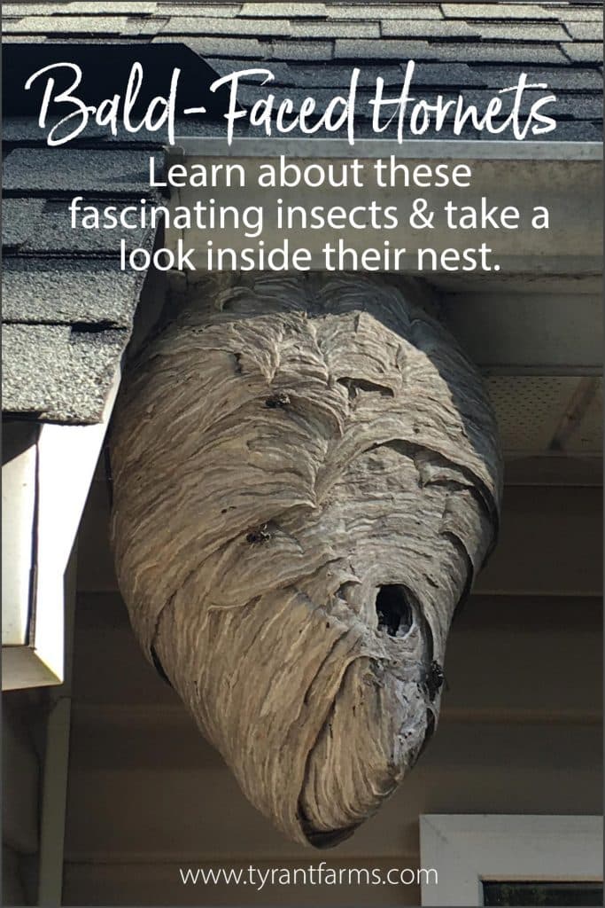 Bald-Faced Hornets: Learn about these fascinating insects & take a look inside their nest. #tyrantfarms #insects #hornets