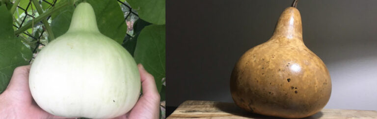 bottle gourds featured image