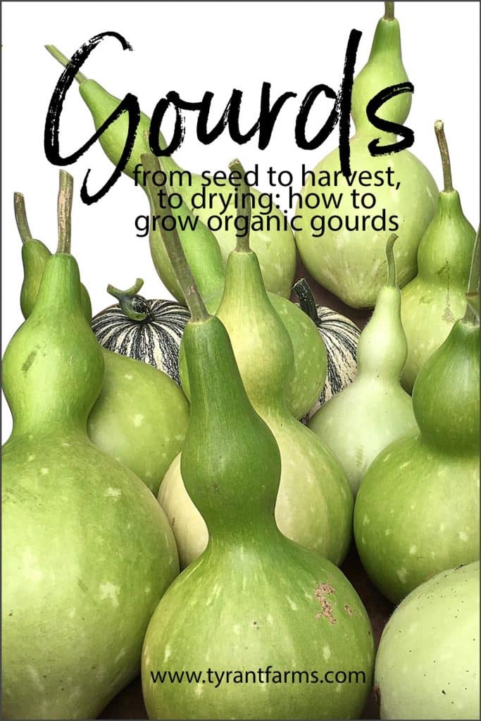 Want to know how to grow bottle gourds (Lagenaria siceraria) organically? From seed to harvesting to drying, we'll show you how.
