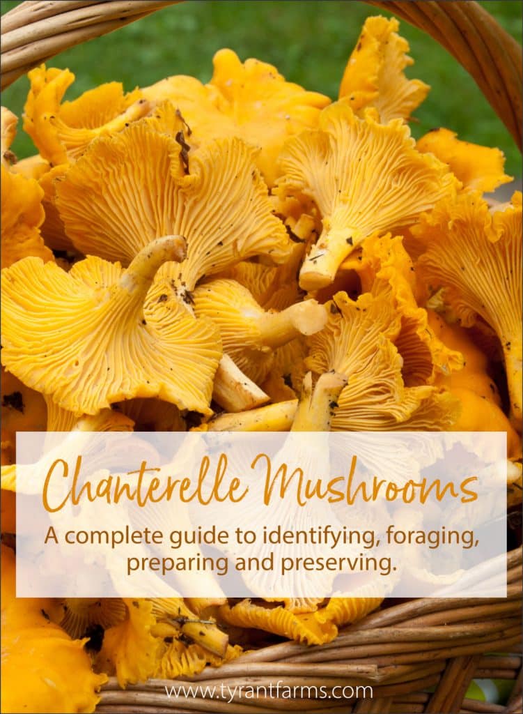 Chanterelle mushrooms are one of the best tasting and easiest to identify wild-foraged mushrooms. Here's how to find, ID, use and preserve chanterelle mushrooms! #foraging #chanterellemushrooms #tyrantfarms