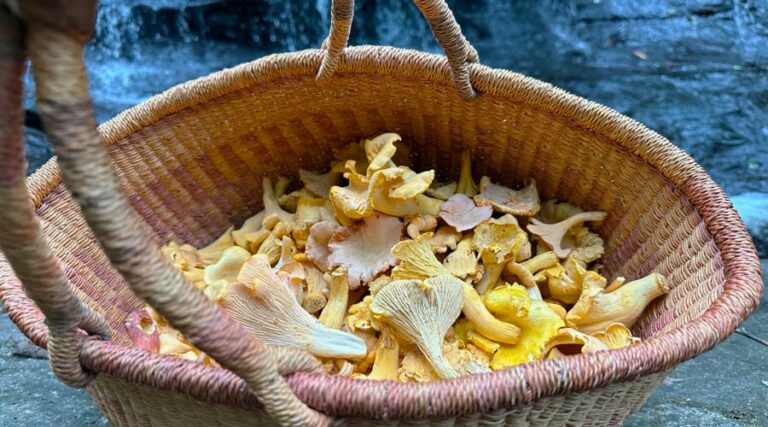 chanterelle mushrooms - how to find, id, harvest, and eat