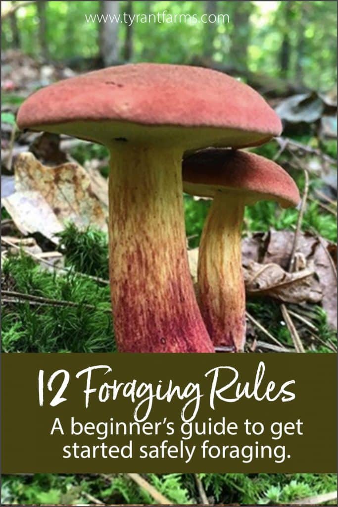 Want to learn how to forage wild foods? Our beginner's guide to foraging provides 12 rules and loads of helpful tips to get you started! #tyrantfarms #foraging #foragingtips #foragingguide #ediblewildplants #ediblewildmushrooms