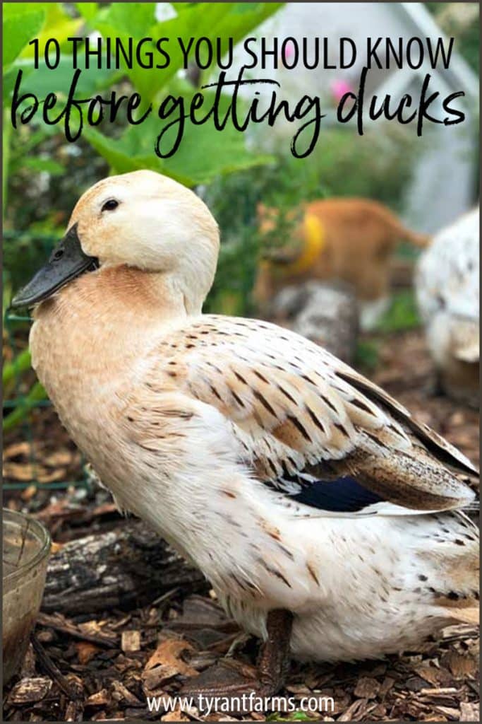 Before you should get ducks, you should have an idea of what's involved and be prepared. Here are 10 things you should know before getting ducks. #tyrantfarms #raisingducks #backyardducks #homesteading