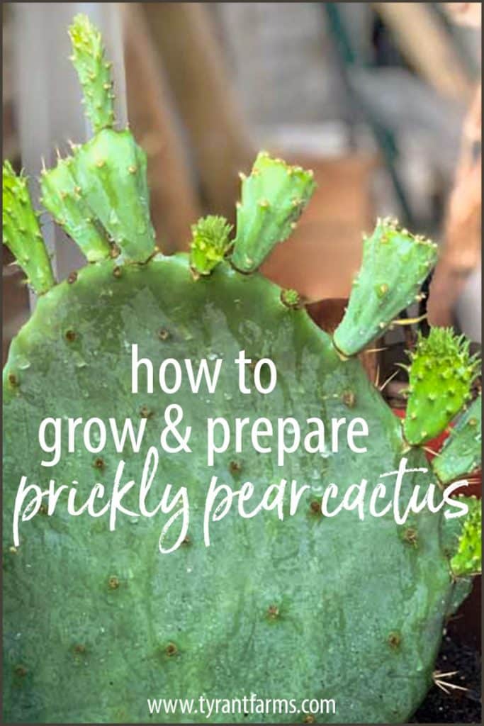 Prickly pear cactuses are low-maintenance perennial plants that produce both a vegetable and a fruit. Find out how to grow and use prickly pear cacti! #tyrantfarms #growyourown #pricklypearcactus #cactus