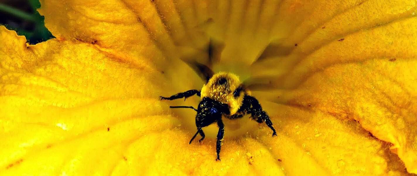 how to save the bees