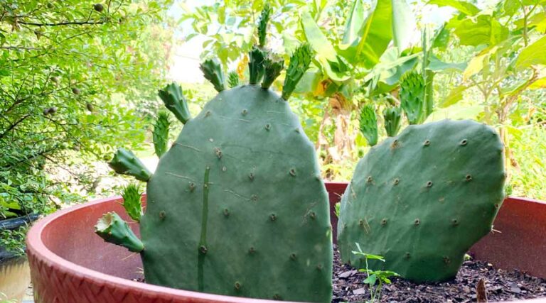 prickly pear cactus potted featured image