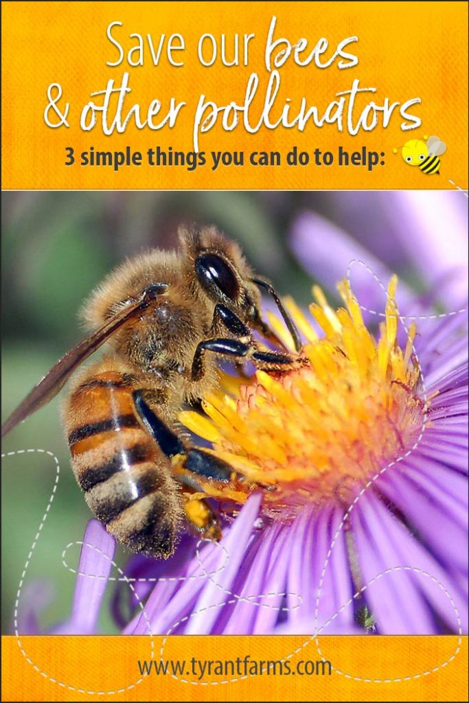 Save the bees & other pollinators. Here are 3 simple things you can do to help!! #savethebees #saveourpollinators #savethebutterflies #savethemonarchs #organicgardening #butterflygardeing #tyrantfarms