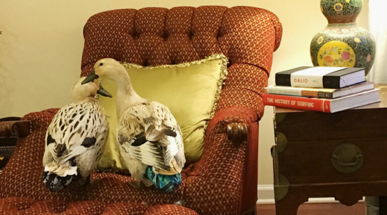 how to diaper a duck