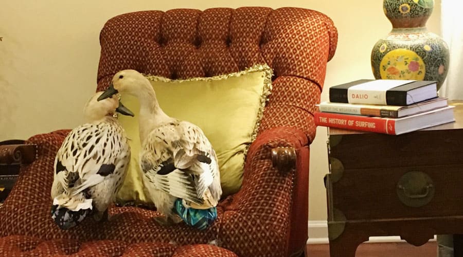 how to diaper a duck