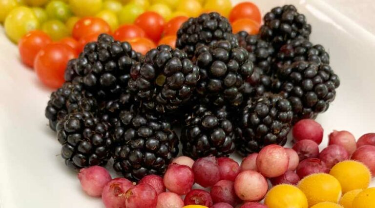 fruit medley plate featured image