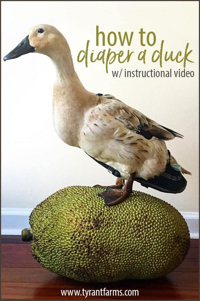 A step-by-step article + video showing you how to diaper a duck (or goose or chicken). Good for pet ducks OR prolonged care for a sick/injured outdoor duck. #tyrantfarms #ducks #duckcare #houseduck #practicalstuff