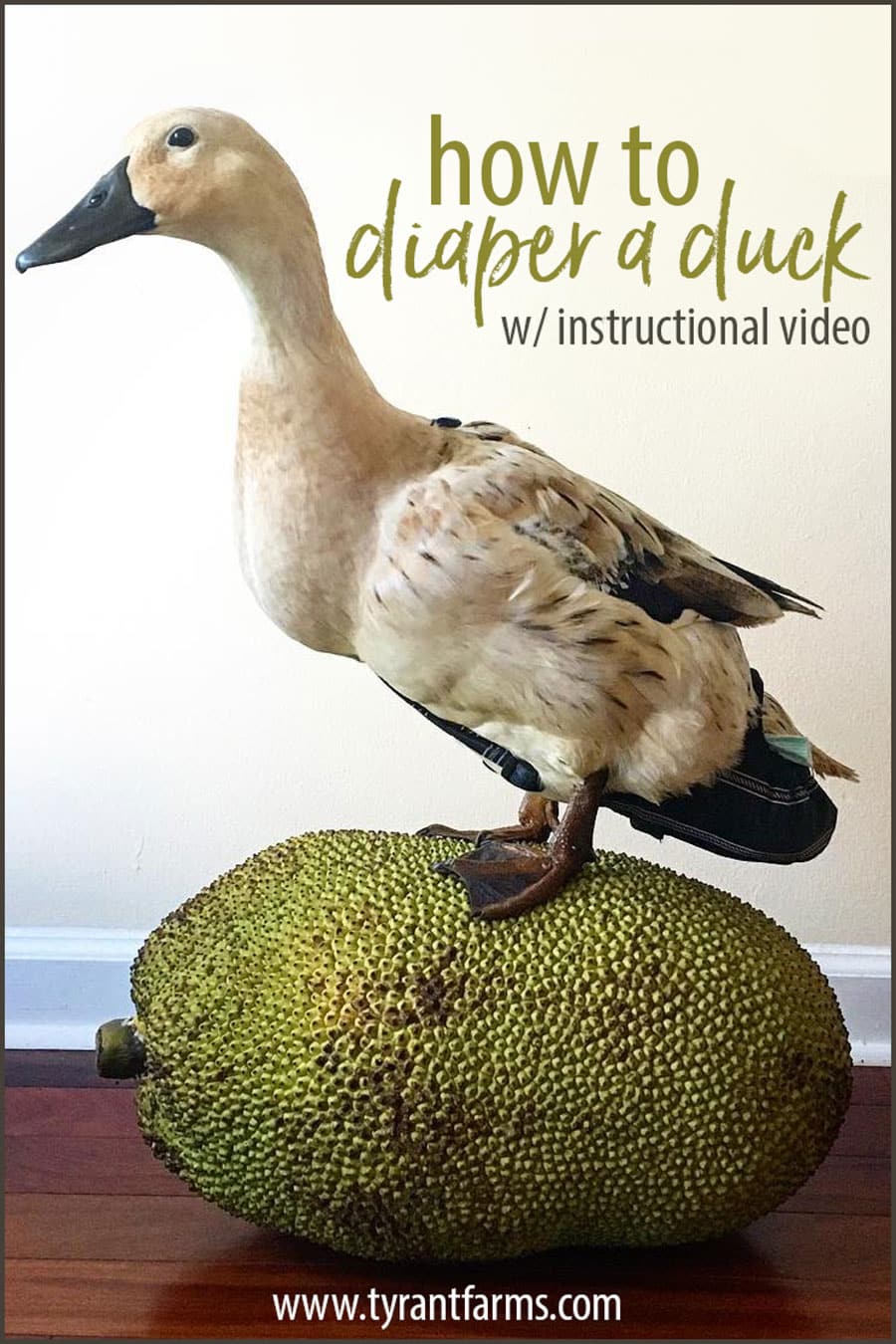 How to diaper a duck (with instructional video!) Tyrant Farms