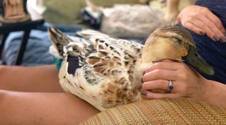 Indoor pet ducks featured image