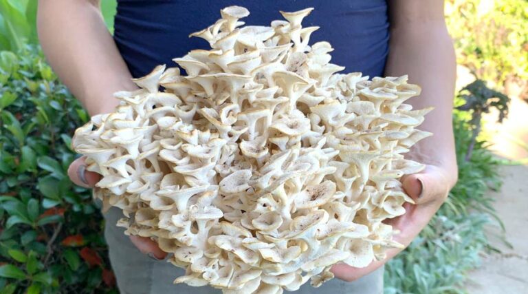 umbrella polypore featured image