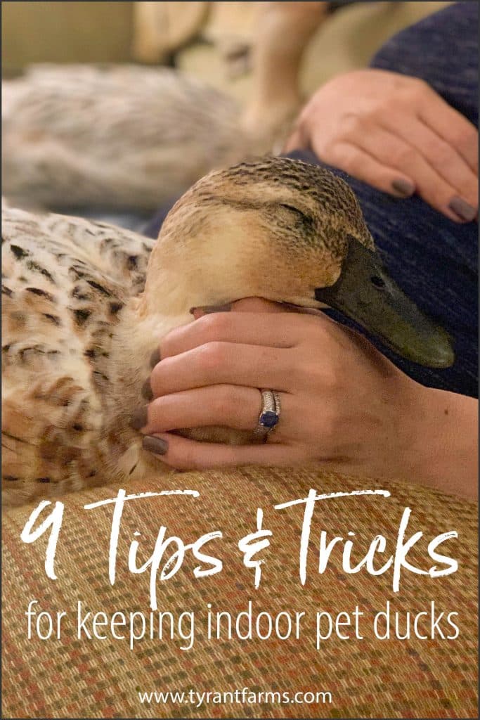 Domesticated ducks don't just produce great eggs, they can also make great pets. In this article, we'll detail our top tips and tricks for keeping indoor pet ducks — while keeping them happy and healthy.  #tyrantfarms #raisingducks #raisingfowl #raisingpoultry #houseducks #indoorducks