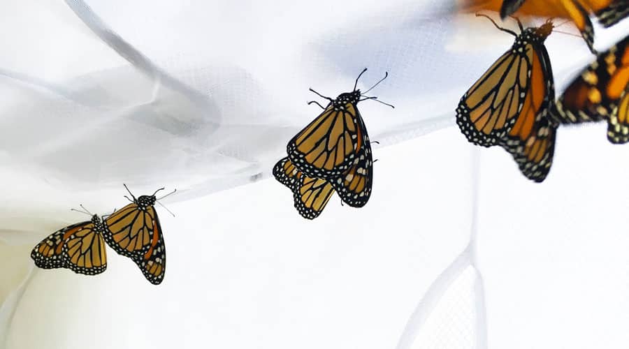 Monarch Butterfly Kits to Raise Baby Caterpillars into Butterflies