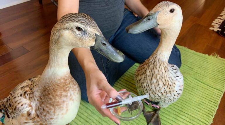 how to medicate a duck orally