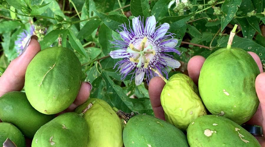 Native Passion Fruit (Passiflora Incarnata): How To Grow, Forage, & Eat ...