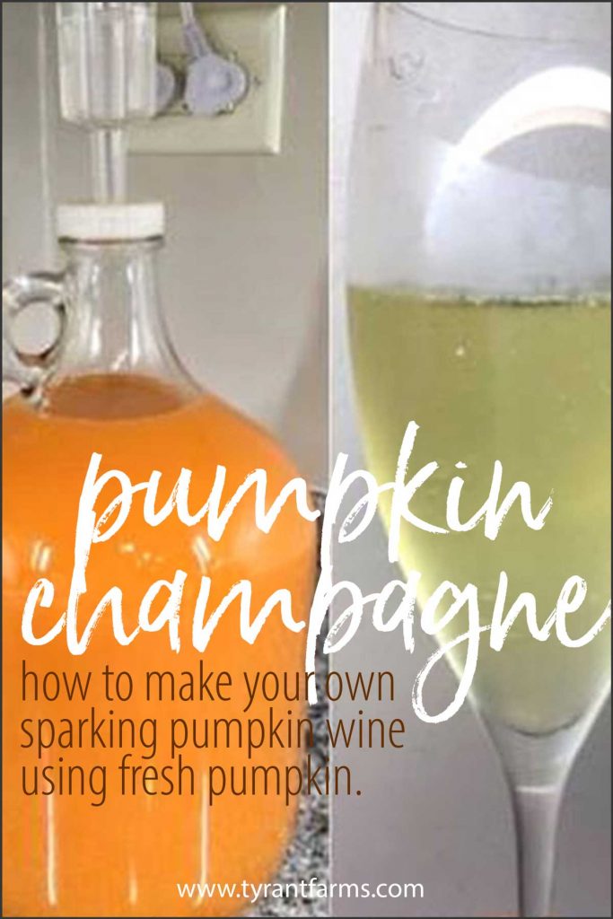 If you have sweet-flavored pumpkins, you can make your own pumpkin champagne or sparkling wine. Here's a time-tested recipe our friends shared using their own Williamson pumpkins (a family heirloom). #pumpkinrecipes #tyrantfarms #fermentationrecipe #winemaking #fruitwine