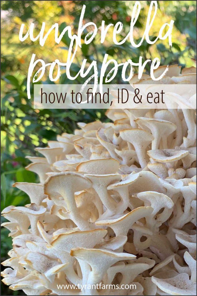 Umbrella polypore (Polyporus umbellatus) is a choice edible and medicinal mushroom that can be found throughout North America, Europe, and Asia. Similar to maitake mushrooms — but far more rare — you can often find them at the same spot at the same time year after year. #tyrantfarms #mushroomforaging #fallmushrooms #foraging #mushrooms