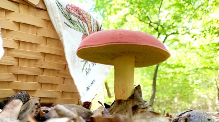 bicolor bolete foraging and wildcrafting gift guide featured image