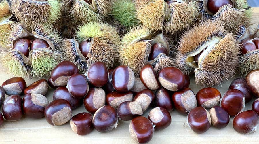50 AMERICAN CHESTNUT TREE SEEDS HYBRID EDIBLE OR FOR PLANTING  NEW HARVEST