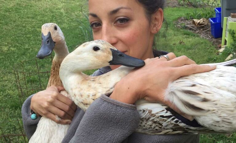 how to get your ducks to like you - featured image