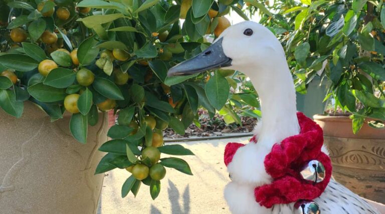 pippa duck gift guide