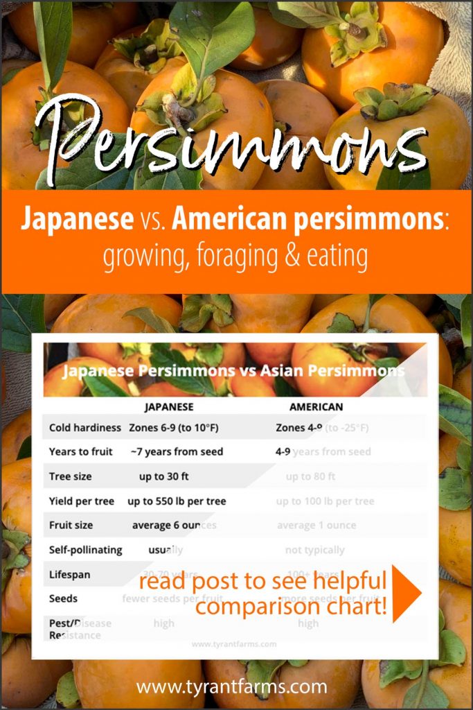 What's the difference between American persimmons and Japanese persimmons? Here's a side-by-side comparison chart to help you figure out which tree species is best for your garden, food forest, orchard, or farm. (See full comparison in article!) #tyrantfarms #foraging #fallforaging #foodforest #permaculture #ediblelandscaping #americanpersimmon #japanesepersimmon