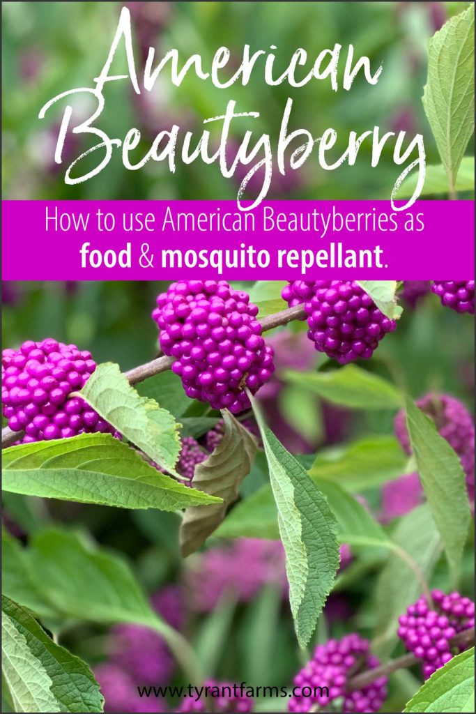 American beautyberries are a gorgeous native plant that produce edible berries and mosquito-repellent leaves. Find out how to use beautyberries here! #tyrantfarms #americanbeautyberry #beautyberry #ediblelandscaping #nativeplants #foraging