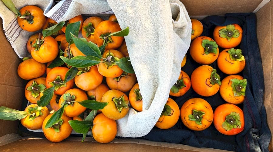 japanese persimmons featured image