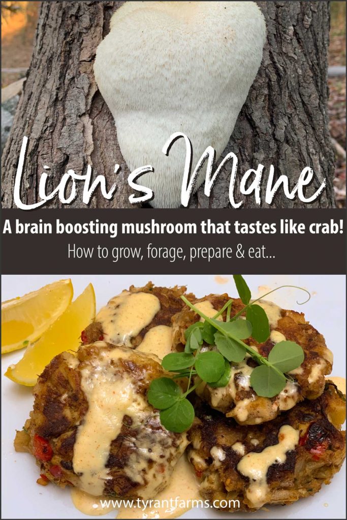 Lion's mane (Hericium erinaceus): a brain booster that tastes like crab meat. How to grow, forage, and eat this gourmet, medicinal mushroom #lionsmane #mushroomforaging #fallforaging #crabcakes #lionsmanecrabcakes #hericiumerinaceus #tyrantfarms