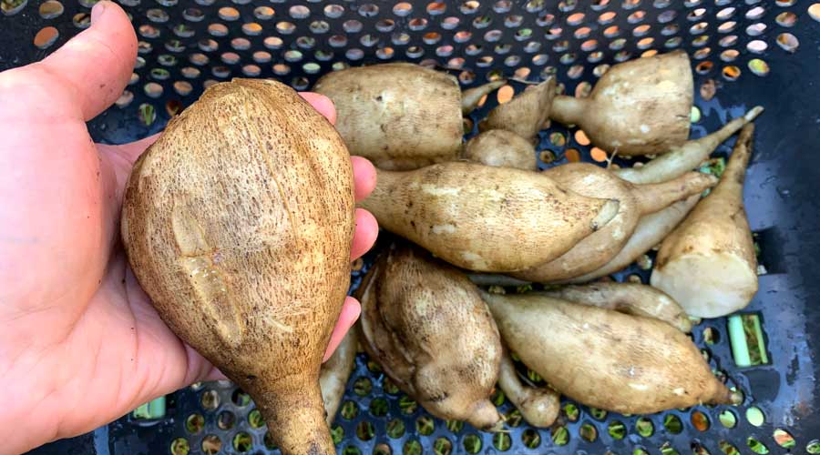 How to propagate and grow Peruvian ground apple, aka yakon Tyrant Farms