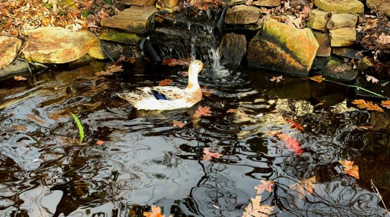 Pippa duck pond