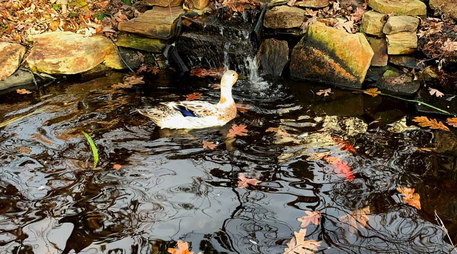 Pippa duck pond