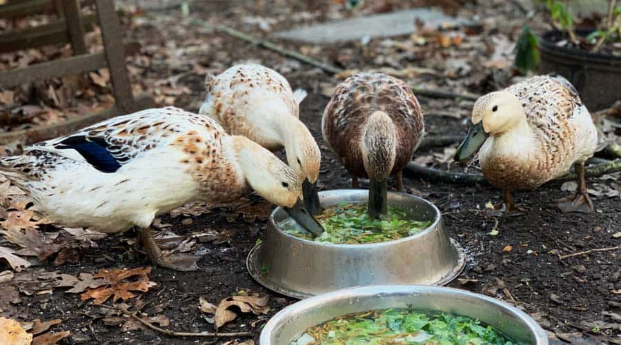 What to feed pet or backyard ducks to maximize their health and