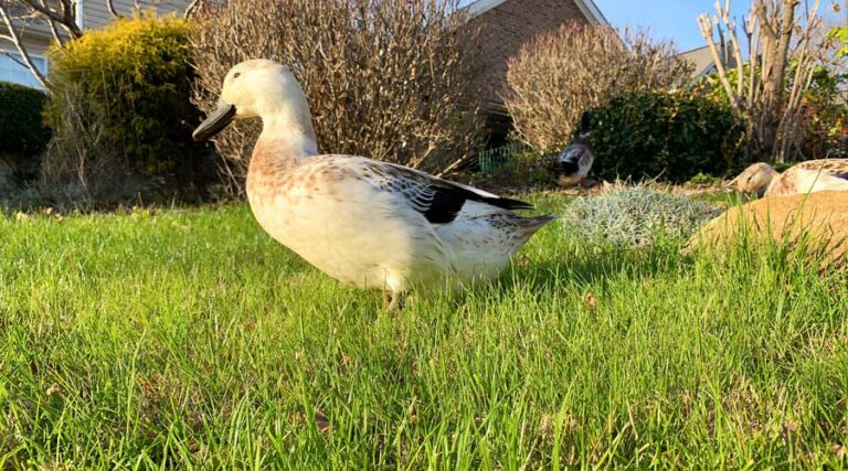 organic lawn care featured image