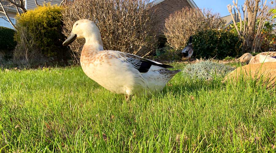 organic lawn care featured image